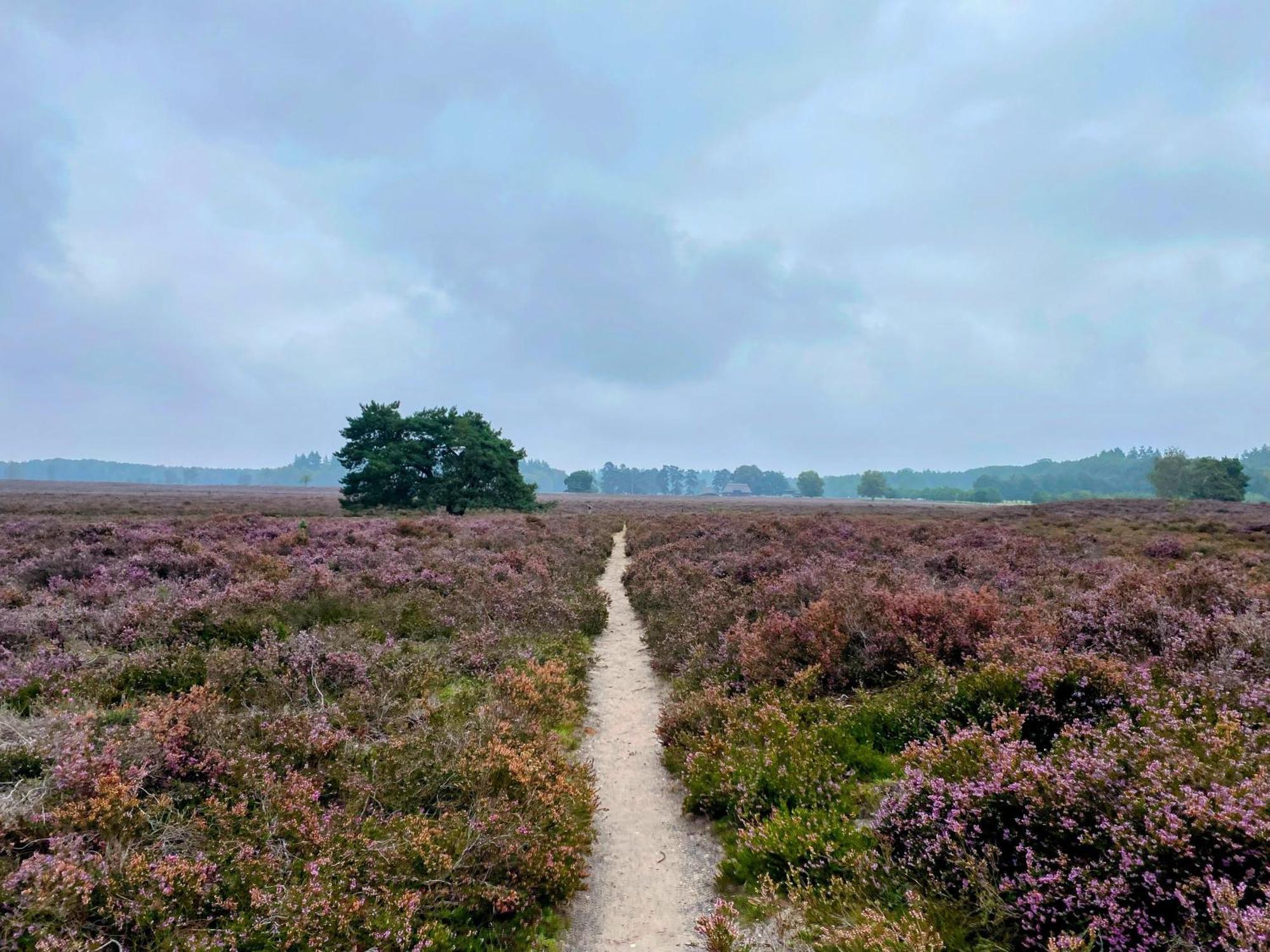 Aan De Bosrand - Veluwe * Epe
